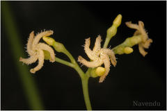Anodendron paniculatum